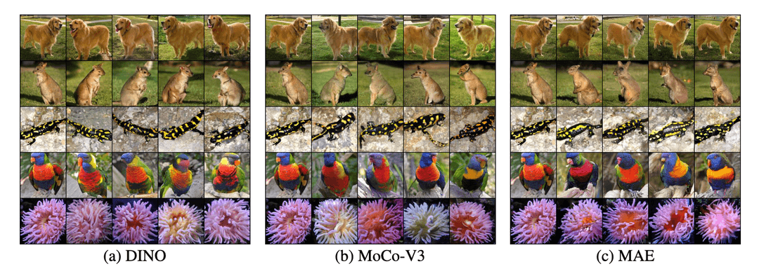 Cover image for Objectives Matter: Understanding the Impact of Self-Supervised Objectives on Vision Transformer Representations